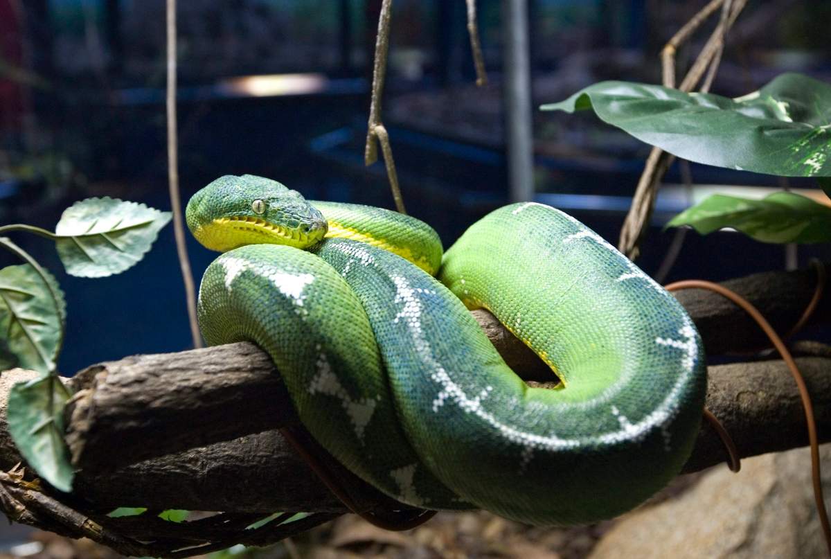 File photo: A Texas man who admitted to taking snakes onto planes will not have to serve time in a prison.