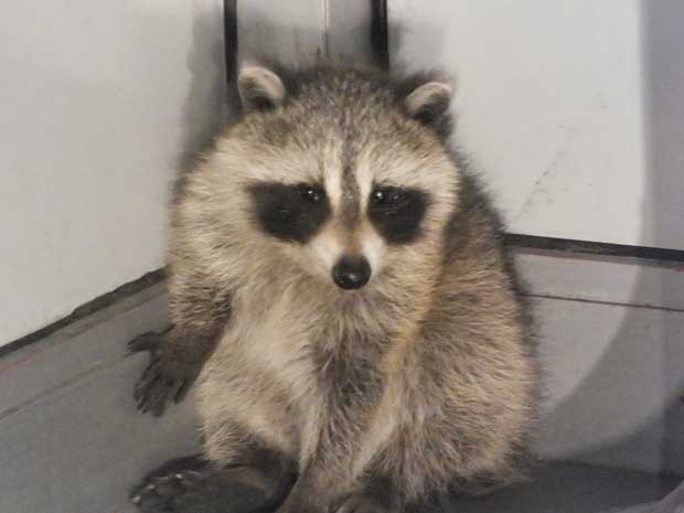 Gallery: Baby Raccoon Trapped In Toronto Drug Store | Globalnews.ca