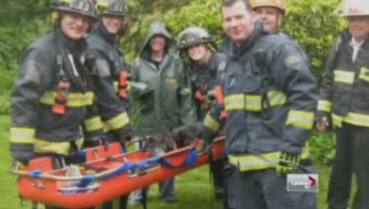 Dog rescued after falling into a ravine in Abbotsford - image