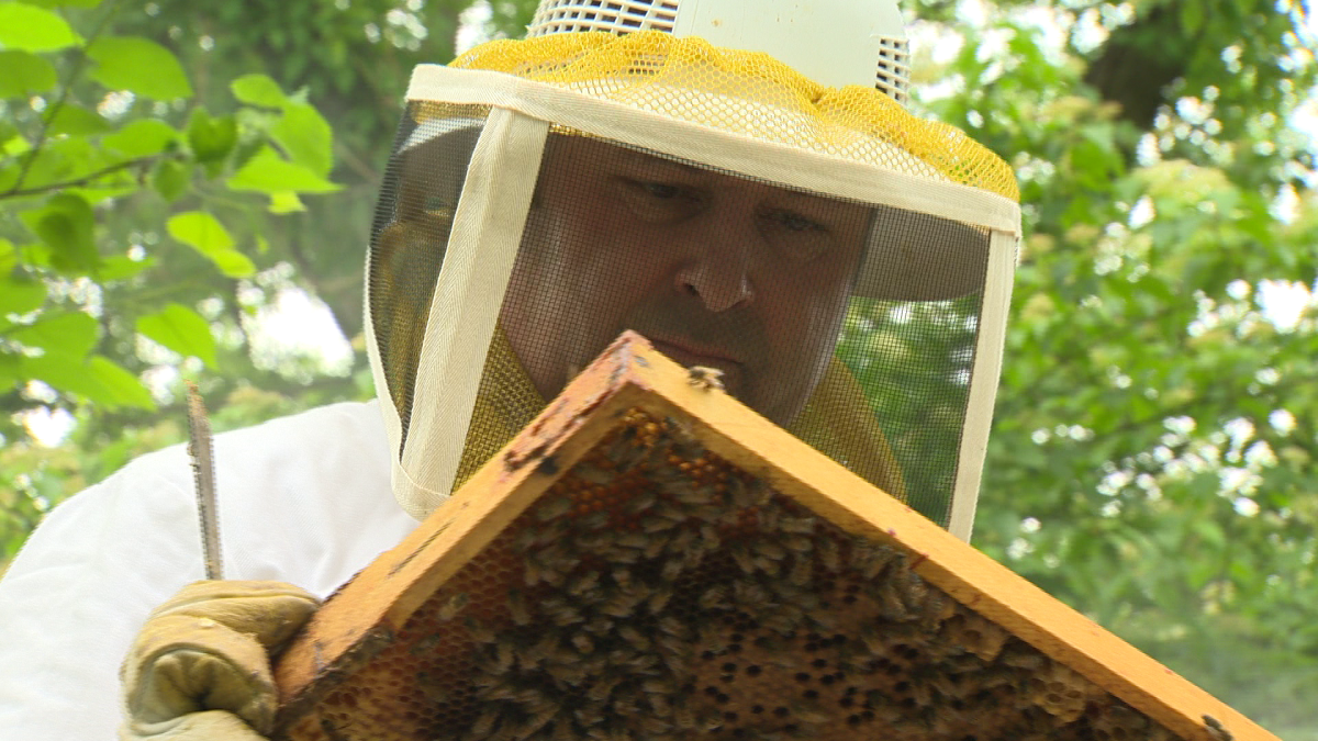 Toronto Beekeepers Co-operative