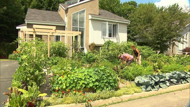 Quebec front garden gets to stay after ‘give peas a chance’ protest - image