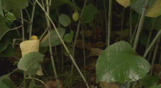 Japanese bohemian knotweed  .
