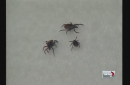 Scientist says B.C. is on the verge of a Lyme disease explosion - image
