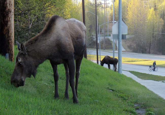 Saskatchewan eyes more hunting to deal with loose moose causing car crashes - image