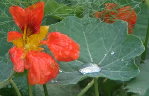 Valley Zoo aims to give animals more than the bare necessities - image