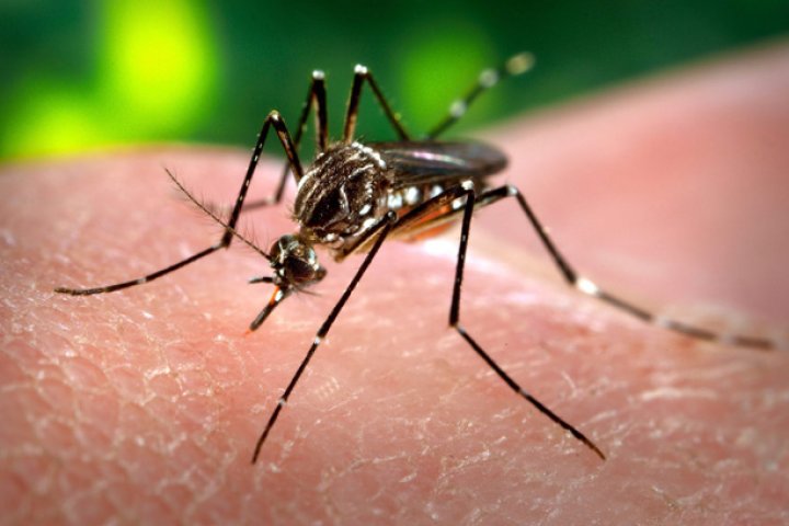Hamilton moves risk for West Nile virus infection to high after local human case discovered