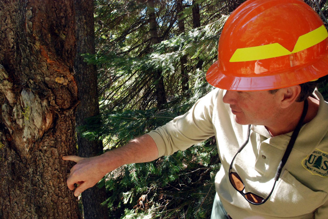 Saskatchewan ups funding to help Alberta stop mountain pine beetle spread - image