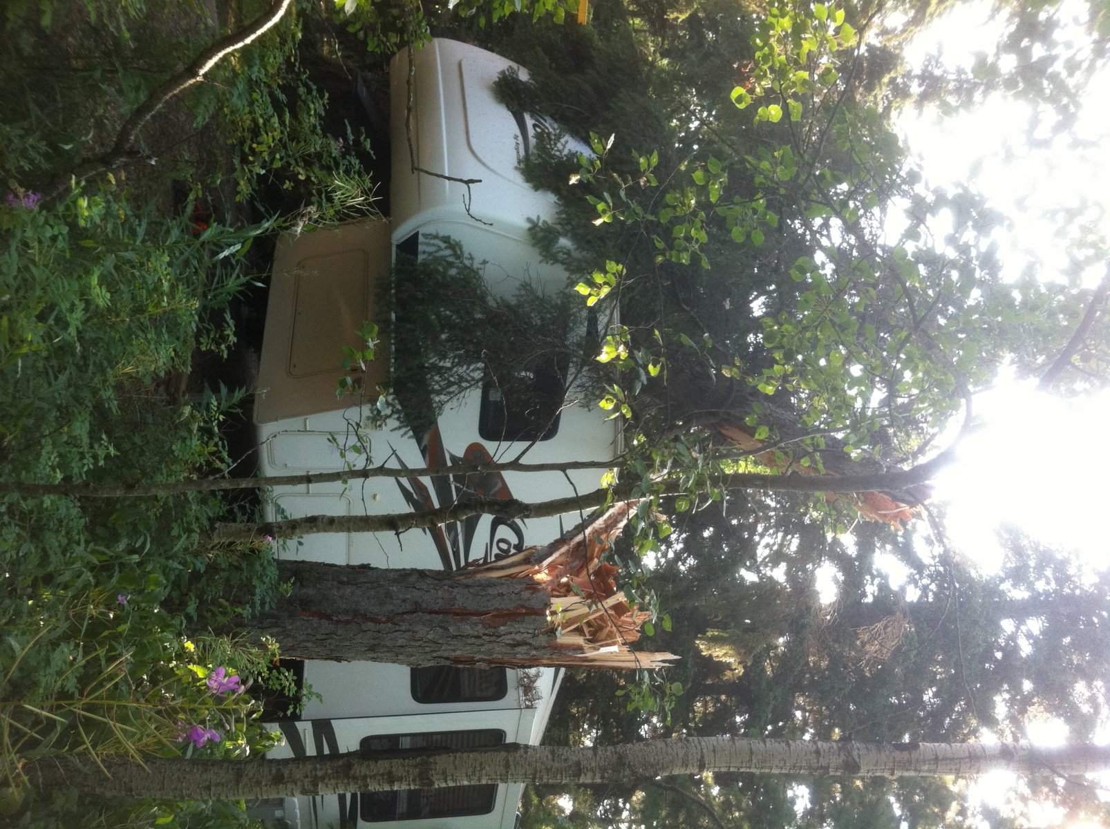 Wabamun residents clean up, assess damage after wicked summer storm - image