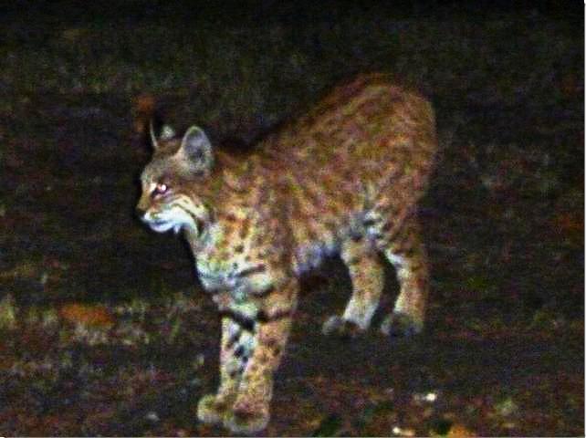 GALLERY: Bobcat sighting in southwest Calgary - image