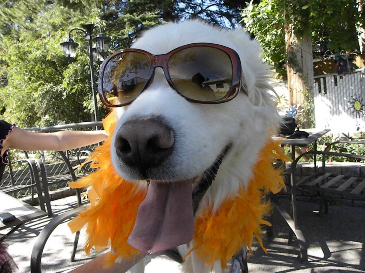 Barrhead dog headed for fame and fortune - image