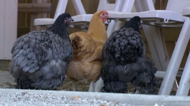 Lilydale charged with animal cruelty for transporting chickens in freezing  weather 