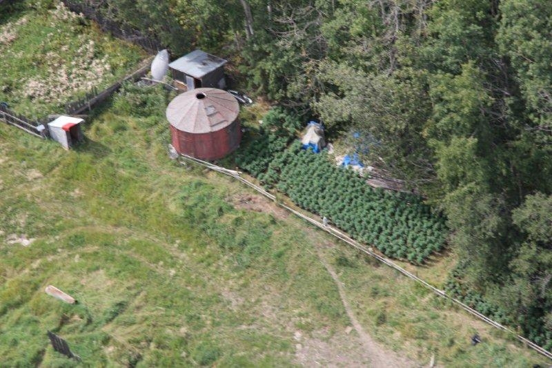 ALERT’s Green Team takes to the sky to tackle rural marihuana grow operations - image