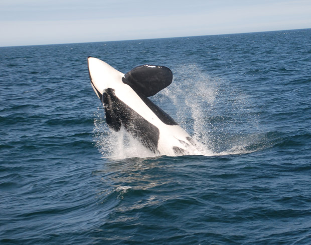 Citizen scientists can help classify whale calls.