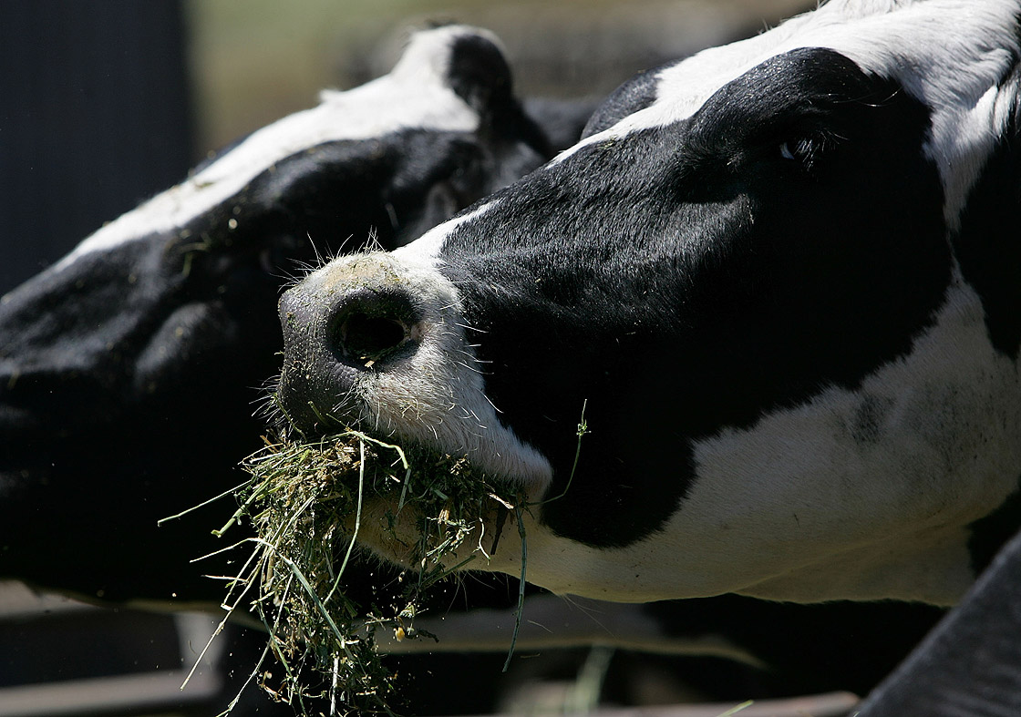 Cows eat a mixture of alfalfa, hay and corn at the Kehoe Dairy June 12, 2007 in Point Reyes Station, California. 