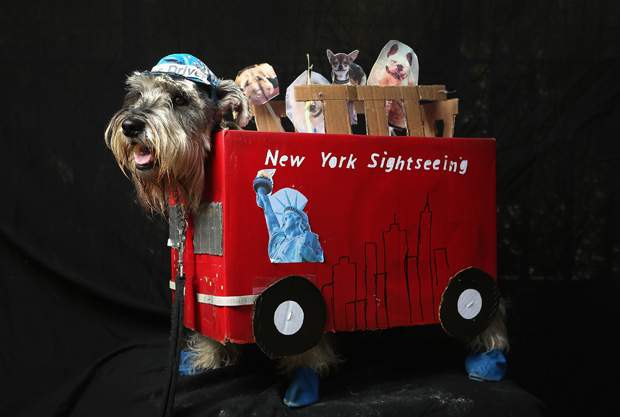 Gallery: 25 portraits of dogs dressed in Halloween costumes | Globalnews.ca