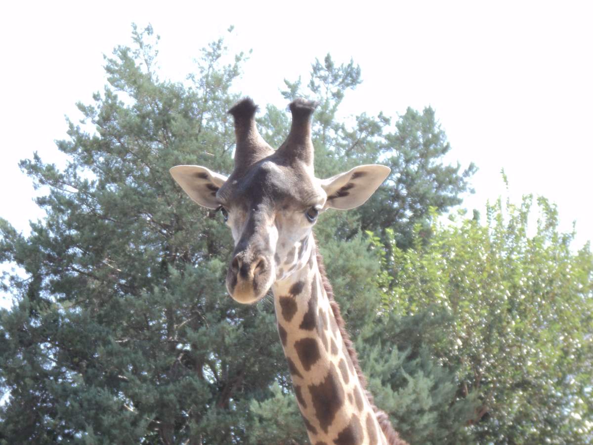 Calgary Zoo giraffe gets a new companion - image