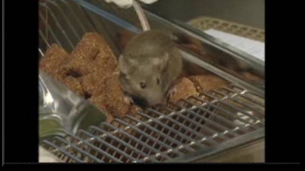 Manitoba sees first hantavirus death in 12 years - image