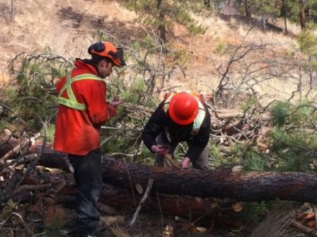 Sask. hires B.C. firm in battle against pesky mountain pine beetle - image