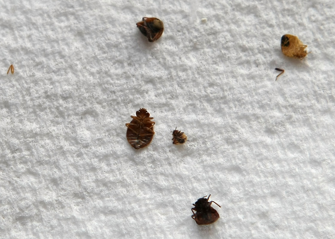 can i reuse mattress with dead bed bugs