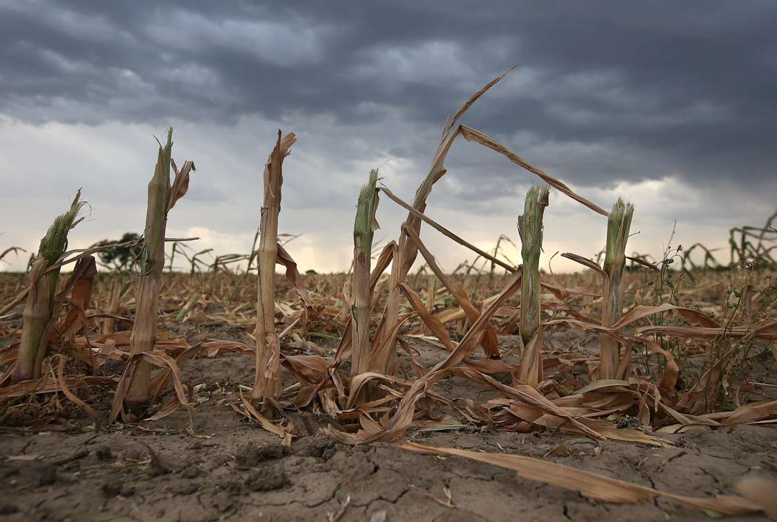 Climate change and corn crops