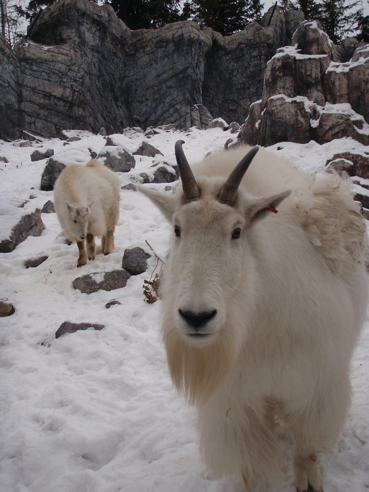 New kid at the Calgary Zoo - image