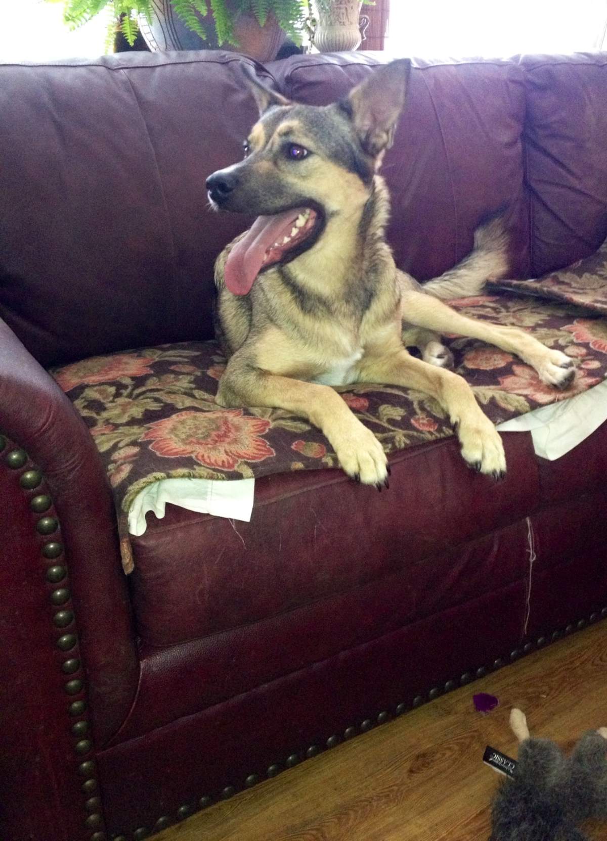 Provincial court rules in dog abuse case - image