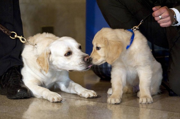 Golden Retriever puppies with their handlers as the American Kennel Club officials announce their annual list of the most popular dog breeds in the U.S January 27;2010 in New York. The list of the top dogs are (first through fifth) Labrador Retriever;German Shepherd;Yorkshire Terrier;Golden Retriever and Beagle.