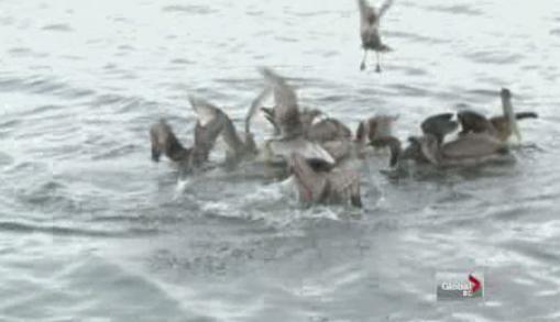 A large group of brown pelicans has shown up in a Victoria harbour - image