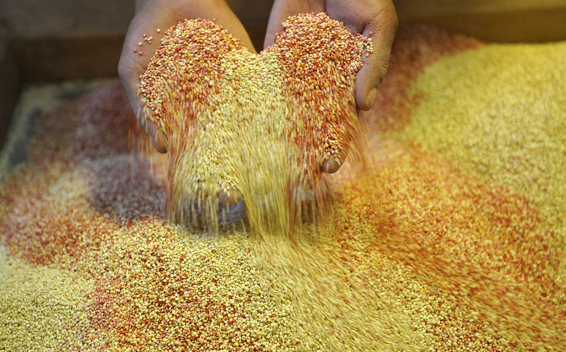 An employee is seen working at a quinoa processing plant in Challapata, 117 km from Oruro, Bolivia on February 15, 2011.