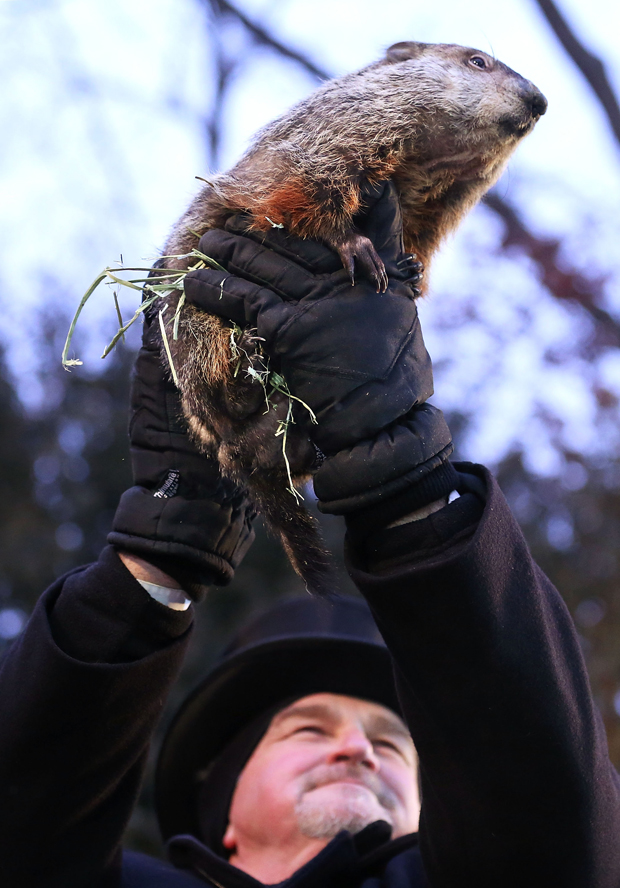 Gallery Punxsutawney Phil Globalnews.ca