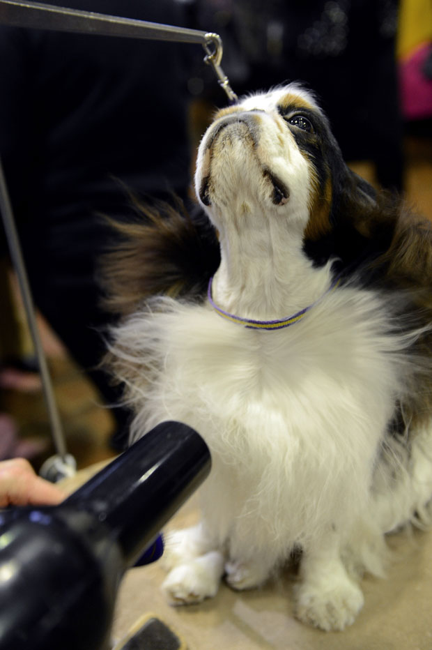 Gallery Westminster Kennel Club Dog Show Globalnews.ca