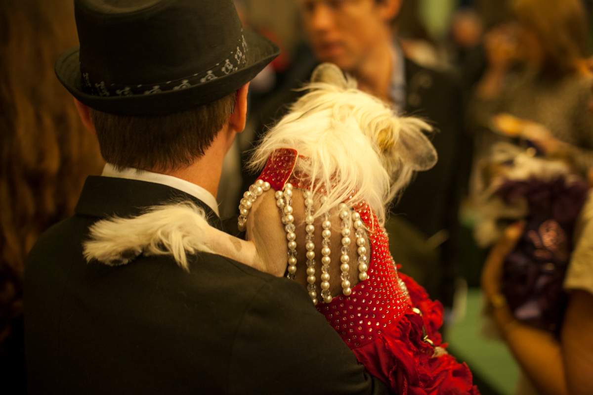 Mario Laliberte, of Montreal, carries Mia at the New York Pet Fashion Show at Hotel Pennsylvania ahead of next week's Westminster Kennel Club Dog Show on February 08, 2013 in New York City. 