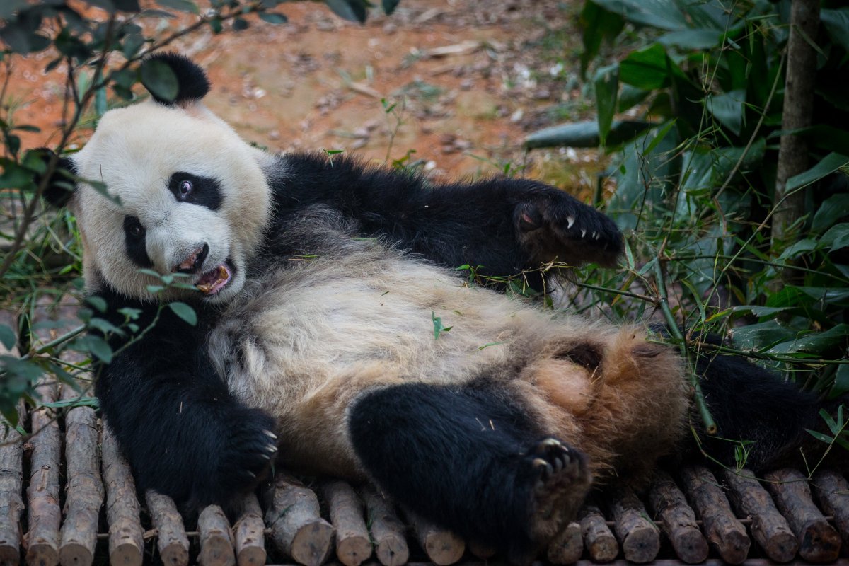 Gallery: Singapore’s River Safari | Globalnews.ca