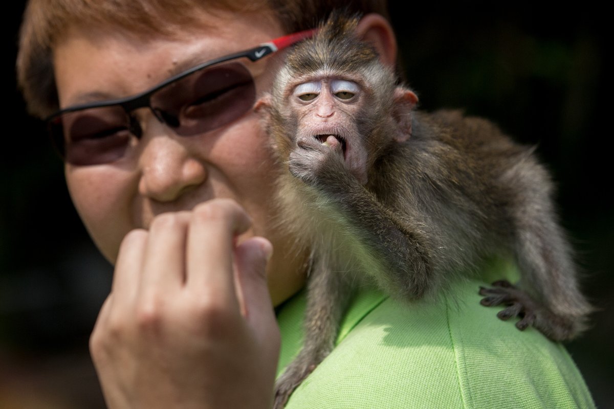 An animal handler gives food to a Long Tailed Macaque during a media tour ahead of the opening of River Safari at the Singapore Zoo on March 25, 2013 in Singapore. 