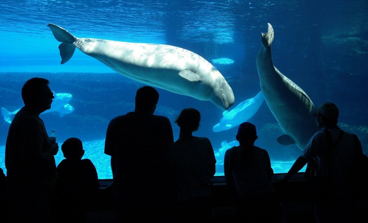 Tourists line up at a viewing area to see  two Marineland attractions, a Killer Whale calf swimnming with its mother and a small pod of Beluga Whales in Niagara Falls, Ont. on Wednesday July 18, 2001.