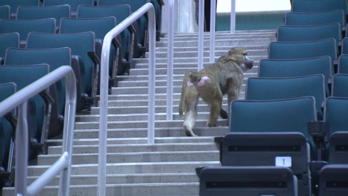 An escaped baboon checks out the lower bowl seats at MTS Centre during a preview of Super Spring Break Circus.