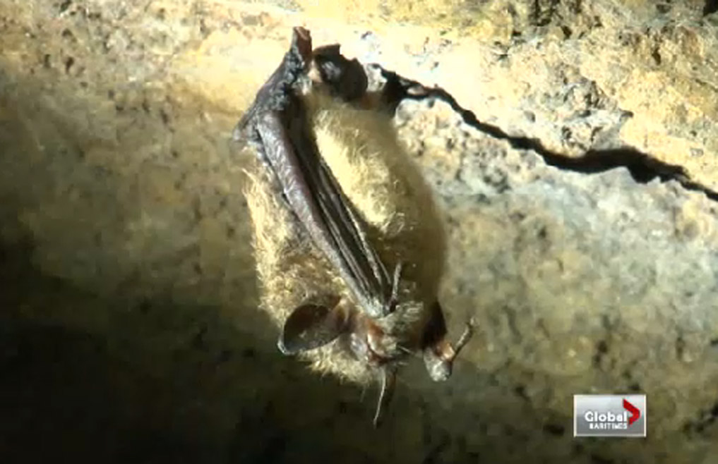 White nose syndrome has killed an estimated 7 million bats across eastern North America.