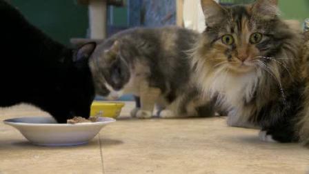 Animal shelters overflowing as new litters are born - image