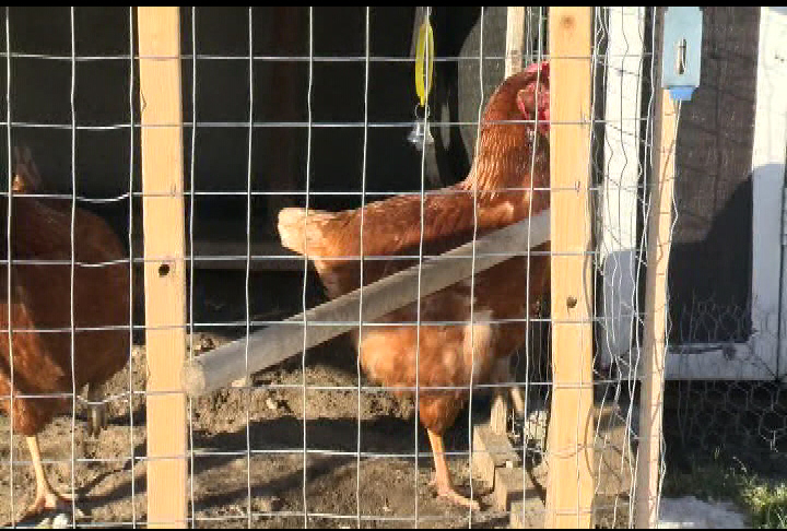 A majority of Hamilton politicians remain opposed to allowing chicken coops in urban areas.