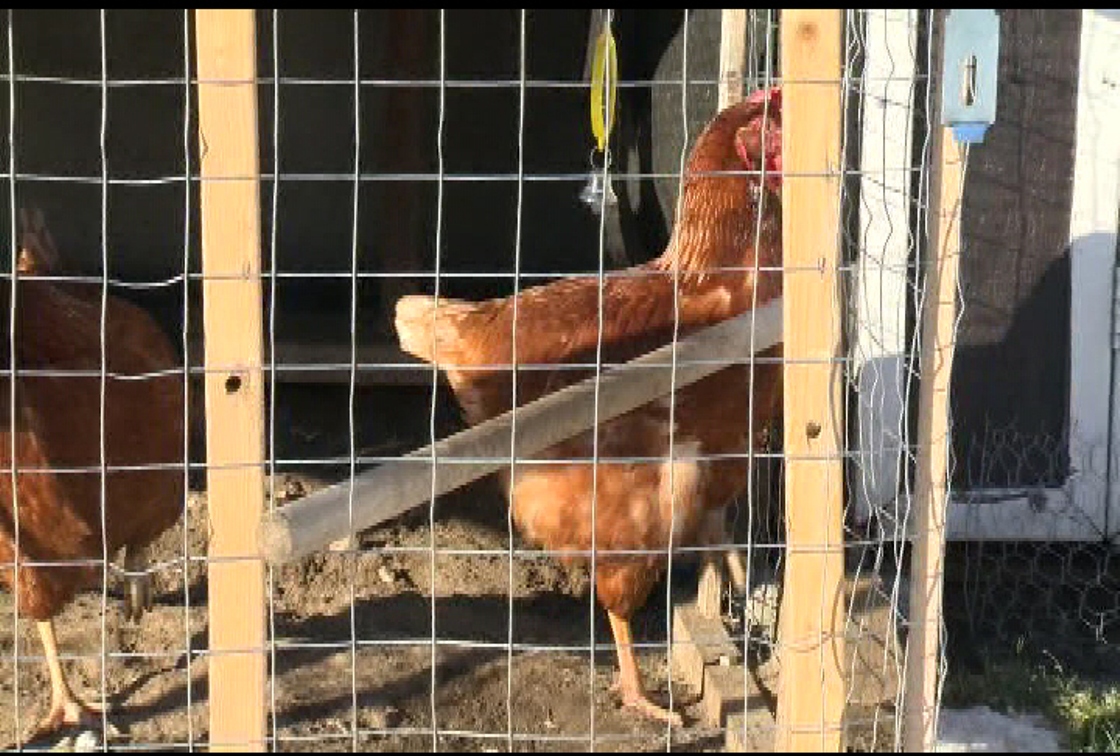 The City of Penticton is embarking on a pilot project that will allow residents to have urban chickens in their backyards.