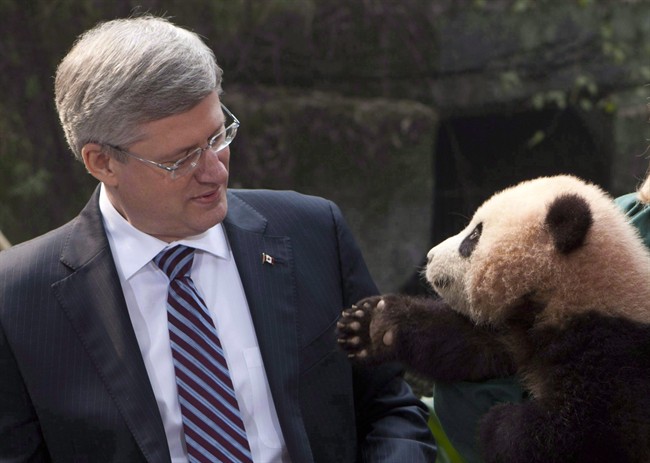 A panda reaches for Prime Minister Stephen Harper during a photo at the Chongqing Zoo in Chongqing, China, Saturday February 11, 2012. A pair of giant pandas born and raised in China are about to receive a Canadian welcome worthy of their name.Harper, who personally announced the loan deal during a trip to China last year, will be on hand to greet the new arrivals as they disembark from a highly customized plane trip. THE CANADIAN PRESS/Adrian Wyld.