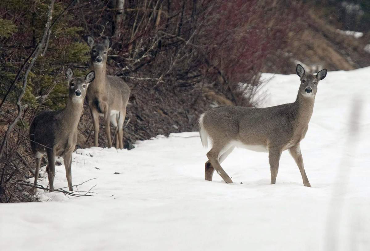 The president of the Alberta Fish and Game Association says the shooting of dozens of animals by suspected poachers this fall is deplorable.
