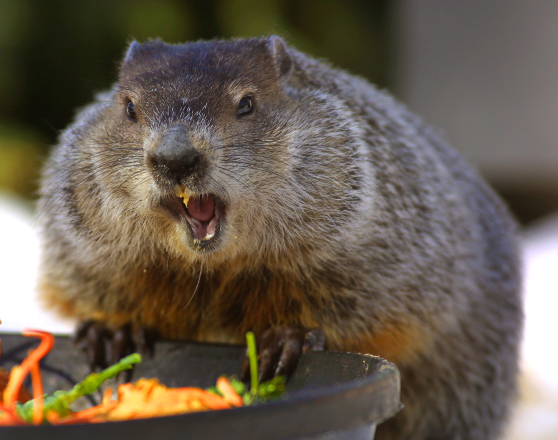 Groundhog day Wiarton Willie