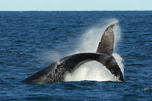 A humpback whale tail breaches off Sydney Heads at the beginning of whale watching season in Sydney, Australia.