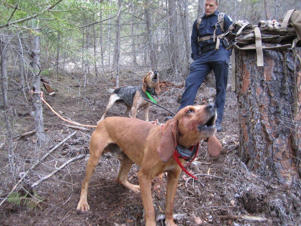 Two cougars killed in one day - image