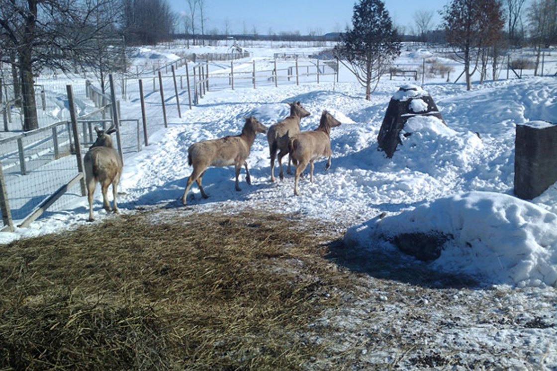 The body of Wilbur the water buffalo is frozen to the ground while other animals graze beside him.