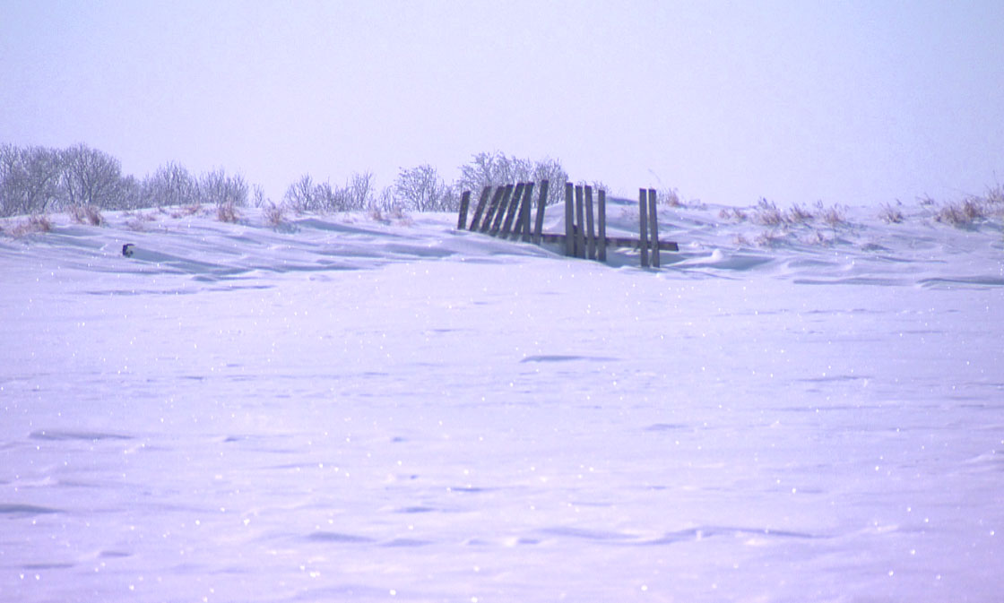 Saskatchewan environmental and conservation groups want community pastures formerly overseen by Ottawa kept public.