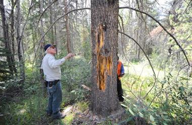 Parks Canada biologist Dave Smith stands by a century-old lodgepole pine in Jasper that was killed by mountain pine beetles.

Read it on Global News: Global BC | One-fifth of B.C.'s forests at risk for wildfires due to the pine beetle infestation .