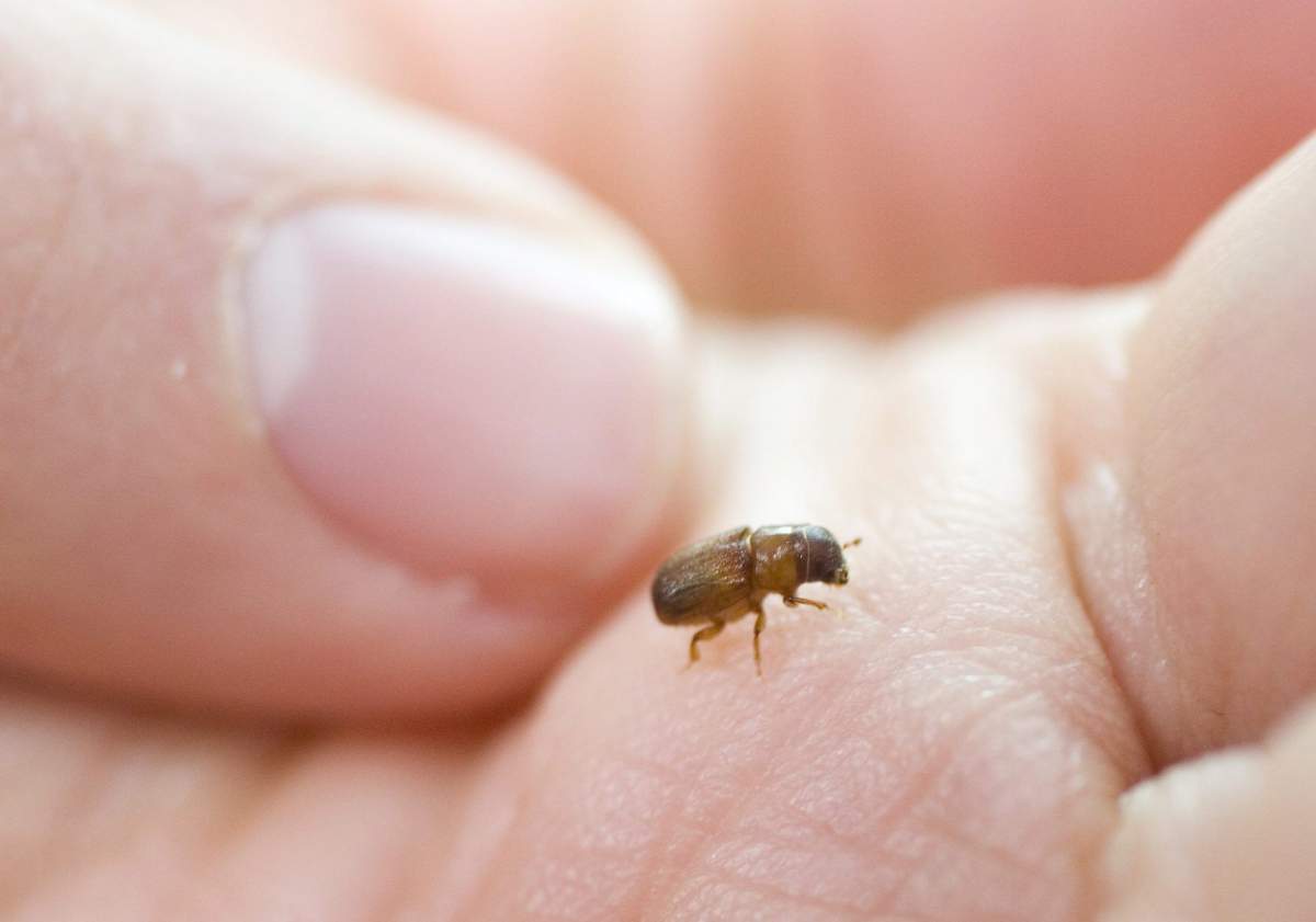 Biologist Adrianne Rice holds a pine beetle at the Northern Forestry Centre.