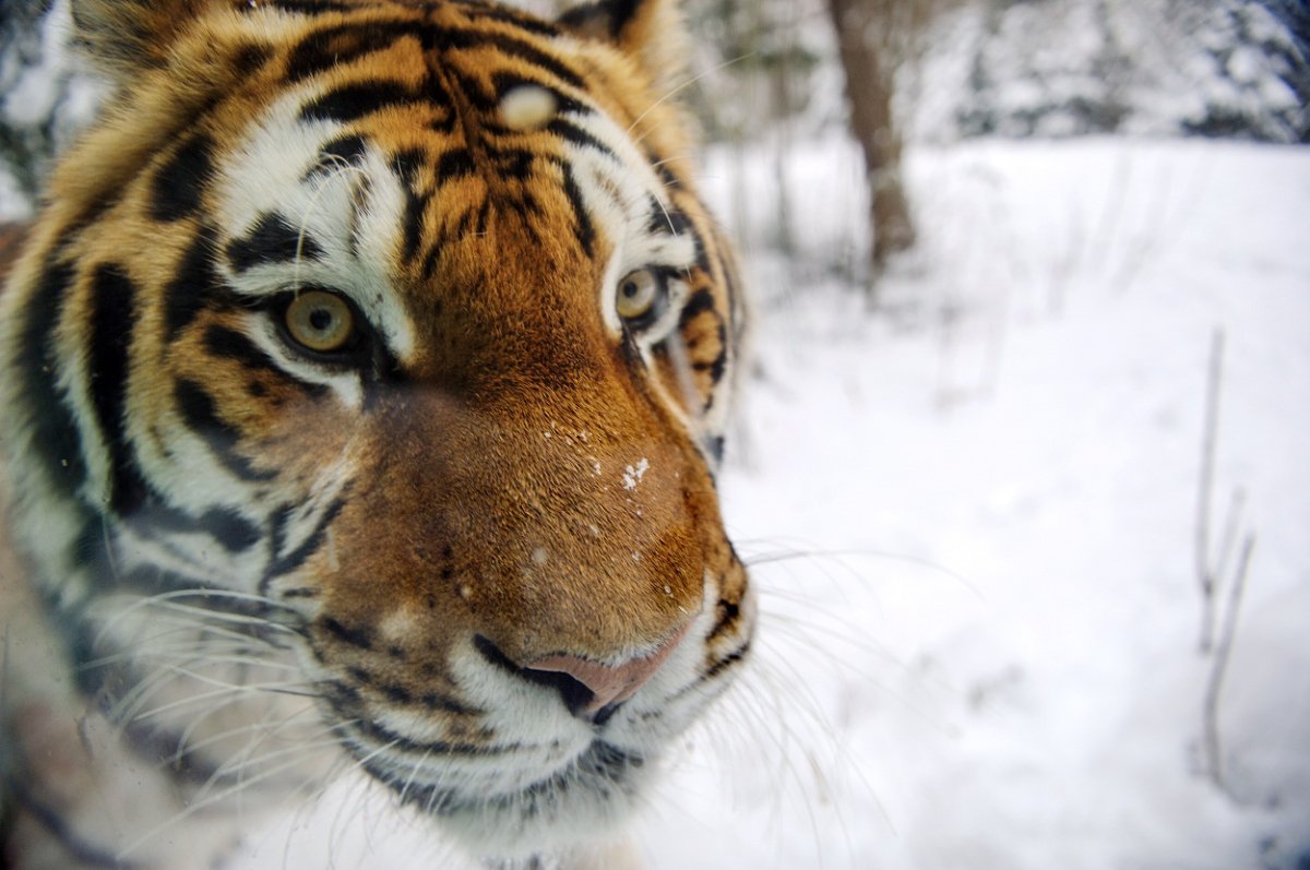A Siberian tiger is pictured at Mulhouse zoo, on February 12, 2013. The Siberian tiger is the largest living felid. 